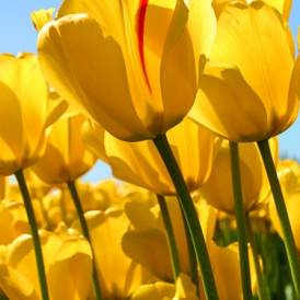 Kalpana11111111111111111 Khant111111111111111